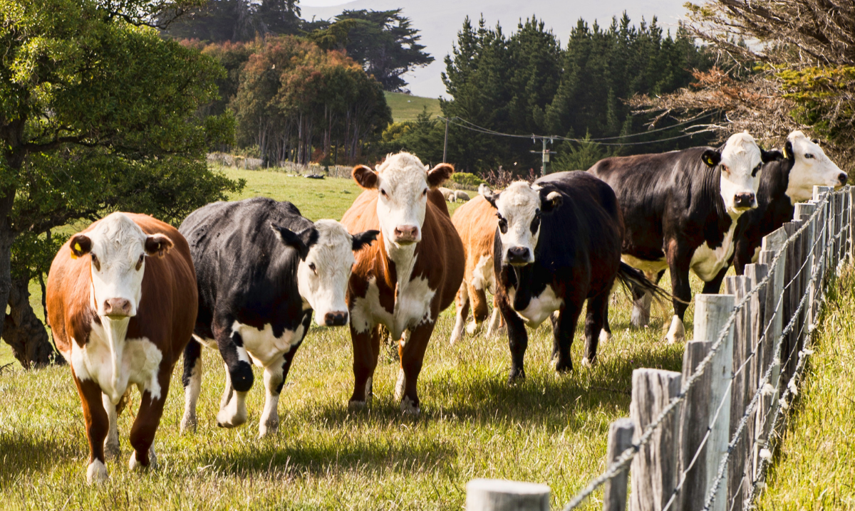 Celebrating Dairy Month in June